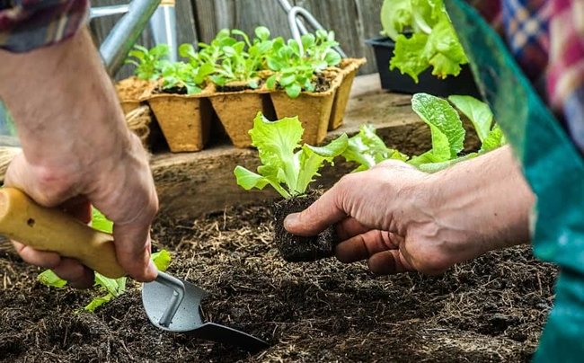 Vegetais Fáceis de Plantar